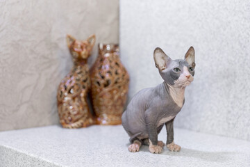 Sphinx cat sitting and resting on gray background