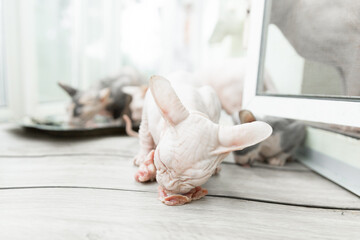 White sphinx eating meat on gray and white background