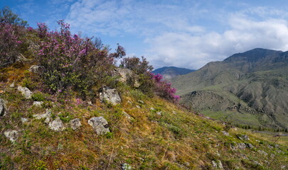 Russia. The South Of Western Siberia, spring flowers of the Altai mountains. Rhododendron. Its flowering period is the main event of spring in the Altai mountains, which attracts many tourists.
