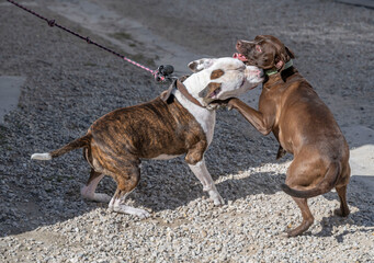 bagarre de deux chiens dans la rue avec morsure à la gorge