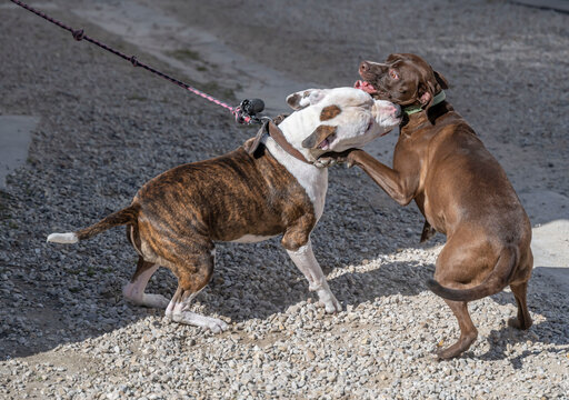 bagarre de deux chiens dans la rue avec morsure &agrave; la gorge