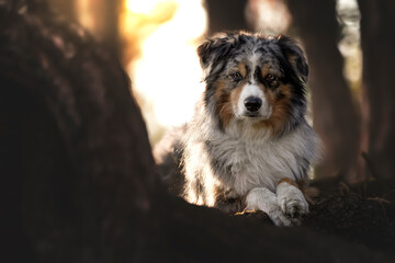 Miniature Australian Shepherd 