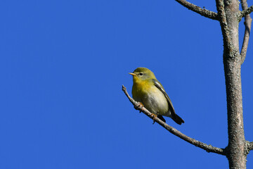 Colorful Northern Parula Warbler bird sits perched in a tree 