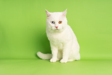 Fototapeta na wymiar white cat image with two eye colors isolated on blue background