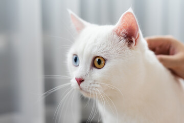Obraz premium lovely white cat image with two color eyes at home
