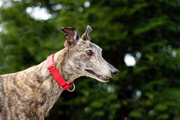 Curious Greyhound dog in park