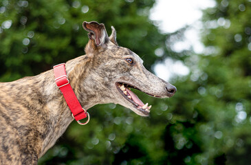 Excited rescued Greyhound outdoors