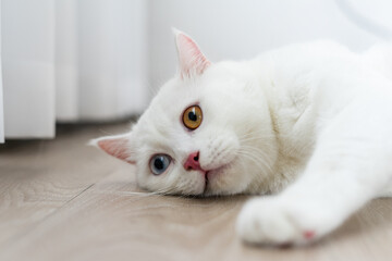 Fototapeta na wymiar lovely white cat image with two color eyes at home