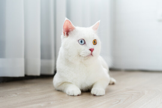 lovely white cat image with two color eyes at home