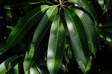 Fototapeta na wymiar Hojas de mango orgánicas para combatir la presión alta 