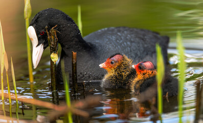 Eurasian coot with chicks in water