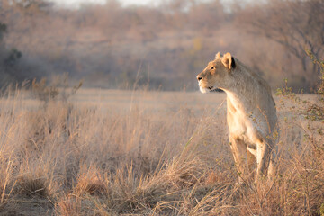 lioness in the savannah
