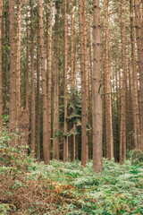 Obraz premium pine forest in autumn