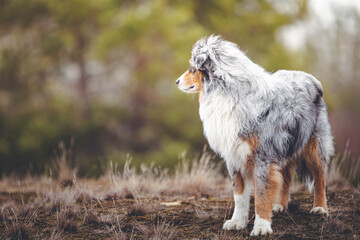 Miniature Australian Shepherd