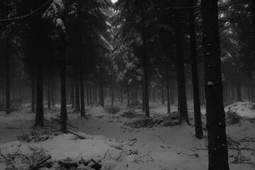 Fototapeta premium forest in the fog