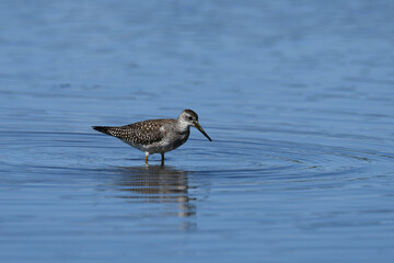 Shorebird Lesser Yellowlegs sandpiper wades along the shore of Lake Ontario