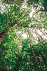 Fototapeta premium tree in the forest