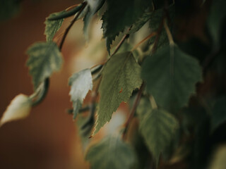 leaves on a tree