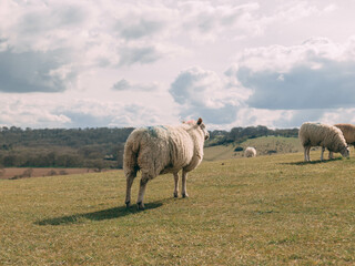 Sheep awaiting something