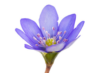 Closeup of an isolated purple liverleaf flower blossom - obrazy, fototapety, plakaty