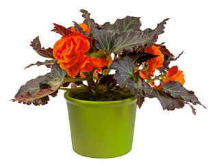 Closeup of an isolated potted begonia flower