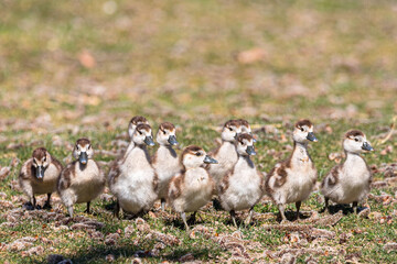 Gänseküken © Frank Krautschick