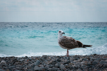 Sea gull bird in profile on a coast against blue water on the wind, silver seagull posing on a rocks on the beach, sea fauna background, bird of prey on a shore.