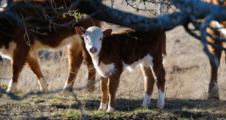 Hereford calf with cattle on farm for beef in agriculture. © ccestep8