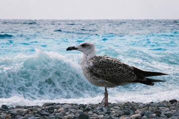 Silver seagull posing on a rocks on the beach, sea gull bird in profile on the coast against blue water on the wind, sea fauna background, bird of prey on a shore.