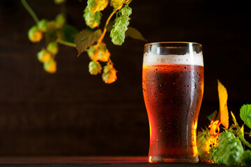Hopped light beer on a wooden background. Green hop cones and copy space