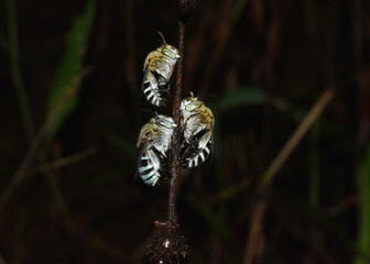 bee on a branch