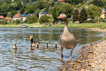 Fototapeta premium Gänsefamilie an der Elbe
