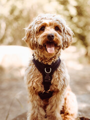 Cavapoo dog wearing black harness sitting steady with tongue out, looking straight forward at the camera. Female dog with curly fur sitting on the stomp in the woods.