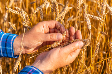 Fototapeta na wymiar Agronomist checking the quality of the wheat spikelets on a sunset in the golden ripen field. Farm worker examines the ears of wheat before harvesting. Agricultural concept.Closeup.