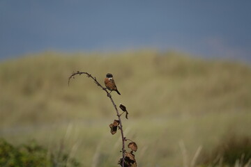 male stonechat (Saxicola torquata) perched on bramble in its coastal home