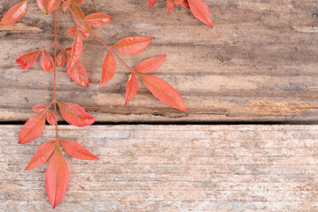 red autumn leaves and wood