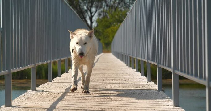 White dog running across the bridge over the lake, kind dog smiling and waving its tail, welcomes videographer