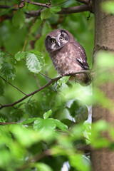 Young owlet boreal owl perched on the branch of a beech tree