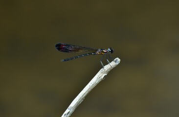 Heliocypha bisignata damsel fly on stick
