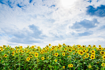 Sunflower field.Yellow field of blooming sunflowers on a background of blue cloudy sky.Summer day.