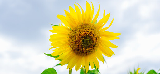 Lonely Yellow sunflower against blue sky. Summer background.Closeup.Banner.