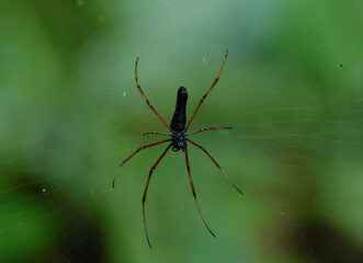 spider on a web