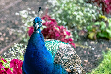 Indian peacock in Polish park - Warsaw, Poland