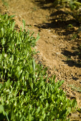 Orto personale, insalata