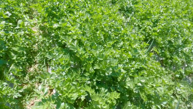 Fresh green leafy celery vegetable field growing with dense leaves ready to harvest