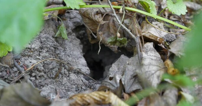 Little mouse hides in hole in forest. Microtus - genus of voles found in North America, Europe and northern Asia. Genus name refers to small ears of these animals. Cinema 4K 60fps video