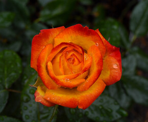orange colored rose with rain drops and dark green leaves