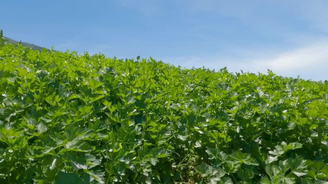 Fresh green leafy celery vegetable field growing with dense leaves ready to harvest