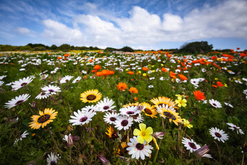 West Coast National Park Postberg Spring Flowers