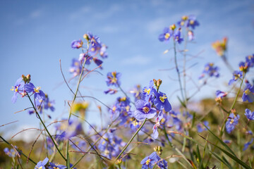 Obraz na płótnie Canvas West Coast National Park Postberg Spring Flowers